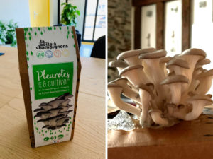 Montage de 2 photos : à gauche, la boîte à champignons dans son emballage, à droite : les champignons ont poussé dans la boîte